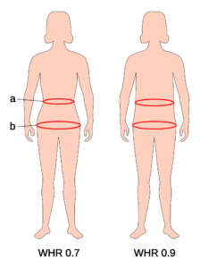waist-hip ratio